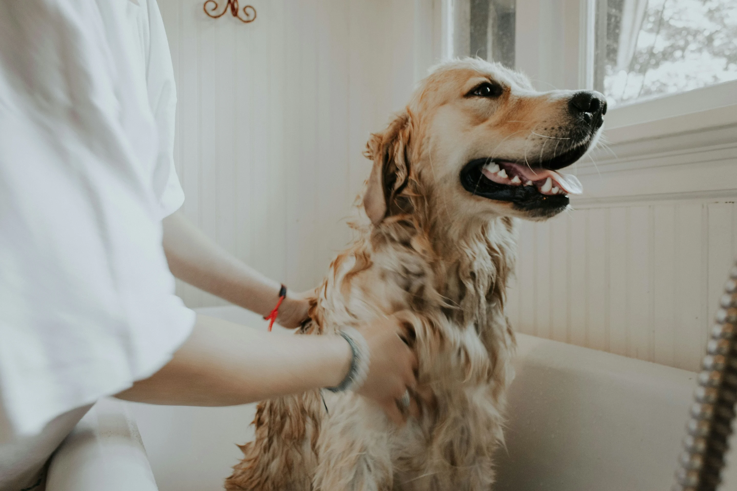 Veterinaria revisando a un perro golden retriever