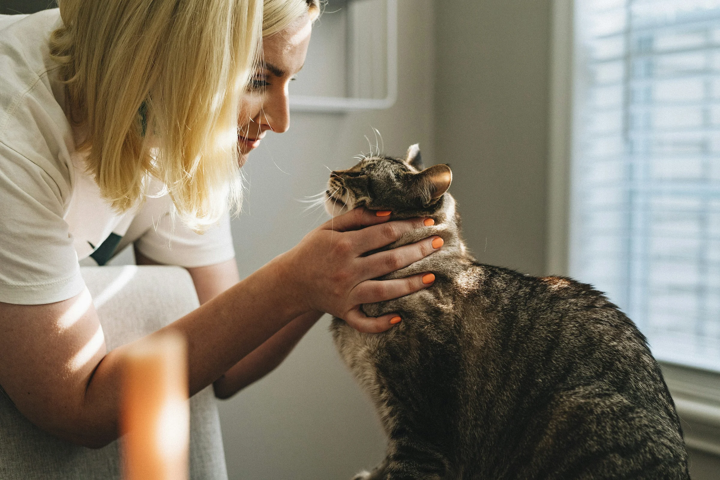 Veterinaria revisando a un gato