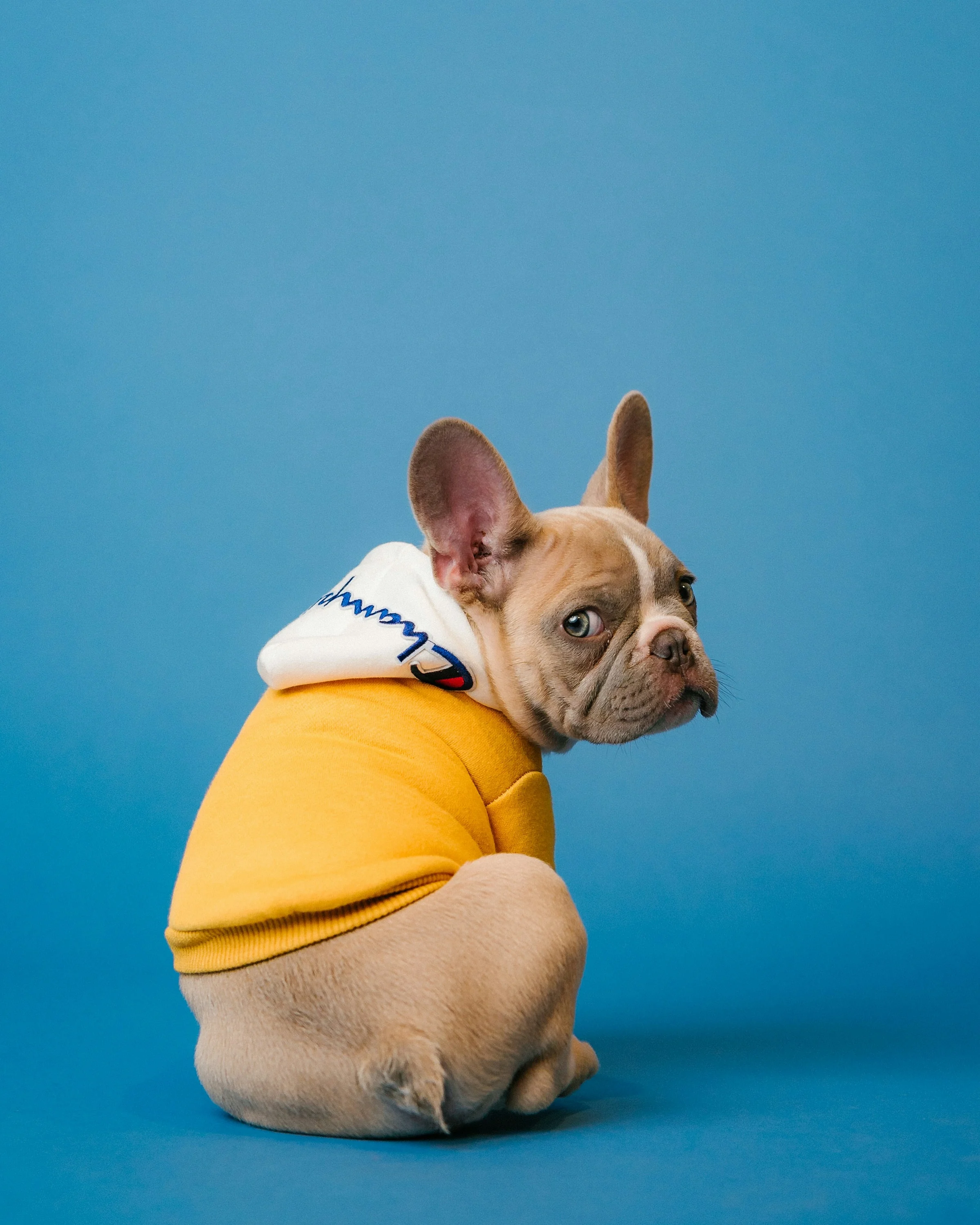 Perro con suéter amarillo